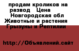 продам кроликов на развод › Цена ­ 450 - Новгородская обл. Животные и растения » Грызуны и Рептилии   